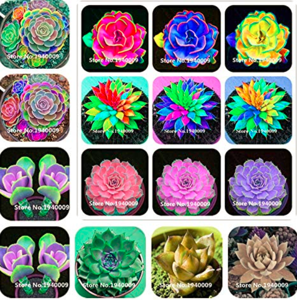100 Pcs Rainbow Succulent Bonsai Seedling Perennial Office Mini Bonsai Plant Succulent Planting Home Balcony Garden