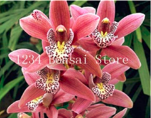 100 pcs Rare Cymbidium Orchid Plant African Cymbidiums Flores,Phalaenopsis Bonsai Flower plantas for Home Garden Potted