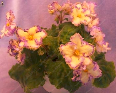 50PCS Mini Violet African Violet Garden Potted Plants Violet Flowers Perennial Herb Matthiola Bonsai - (Color: Light Yellow)