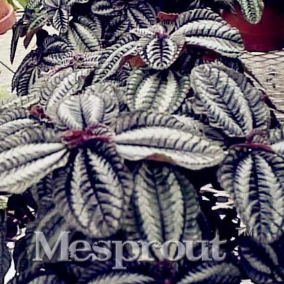 Pilea Notata Bonsai Beautiful Foliage Plants Perennial Flowers Bonsai Pilea Notata Bonsai Plant Bonsai - 50 PCS