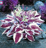 Colorful hosta seeds Indoor bonsai flower seeds Coleus genus planting potted DIY decor for home garden Perennial herb 100pcs/bag