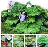 Gunnera Manicata Bonsai Also Called Giant Rhubarb Bonsai Grow in Partial Shade Huge Leaves Outdoor Plant in Garden 50 Pcs/Bag