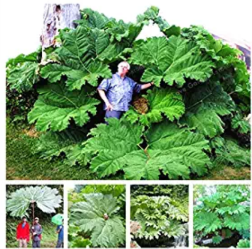Gunnera Manicata Bonsai Also Called Giant Rhubarb Bonsai Grow in Partial Shade Huge Leaves Outdoor Plant in Garden 50 Pcs/Bag