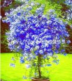 100 Pcs Plumbago Auriculata Bonsai Exotic Perennial Flowers Bonsai Home Garden Decor Plant Ceratostigma Plumbaginoides Bonsai