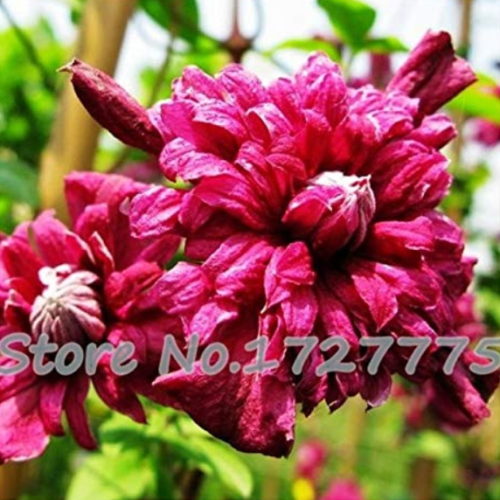 Vine Clematis Potted Clematis Garden Flowers, no The Clematis 20 Plants