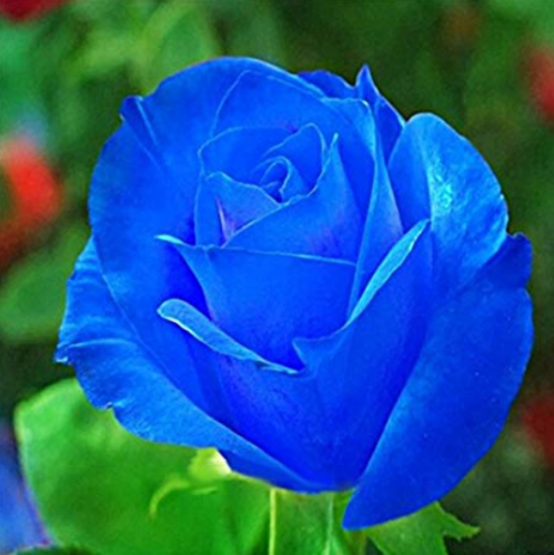 100 Pcs Midnight Supreme Rose Seeds