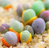 Succulent Plants Bonsai 100 Pcs Per Pack Gibbaeum Heathii Bonsai Very Rale Succulent Bonsai for Home Garden
