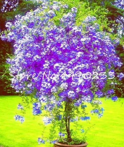100 Pcs Plumbago Auriculata Bonsai Exotic Perennial Flowers Bonsai Home Garden Decor Plant Ceratostigma Plumbaginoides Bonsai
