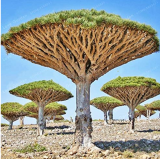 10Pcs/Bag Dragon Blood Tree (Dracaena cinnabari Balf) Dracaena Trees Four Seasons Evergreen Perennial Plants Tree Bonsai Flower