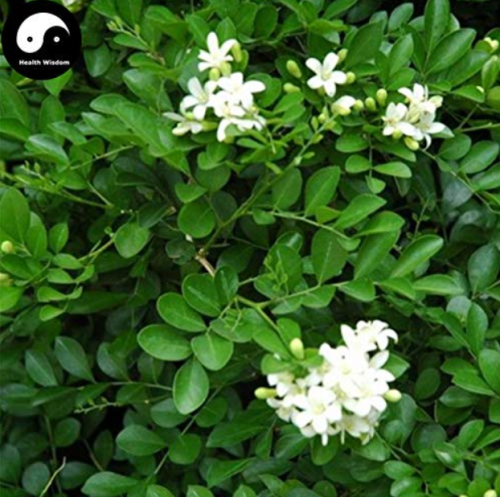 Murraya Exotica Tree Semente 60pcs Plant Sweet Tree