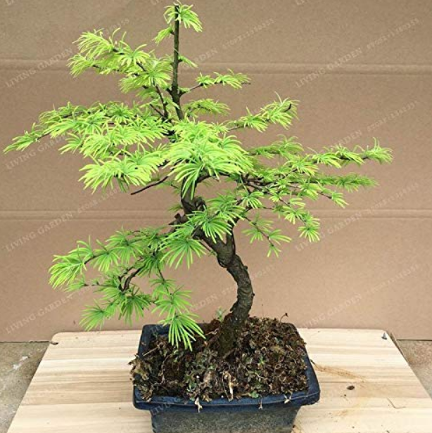 100PCS Larch Bonsai Larix Tree Bonsai New Arrival Home Garden Plant Evergreen Land Miracle Courtyard Garden Plants Larch Bonsai