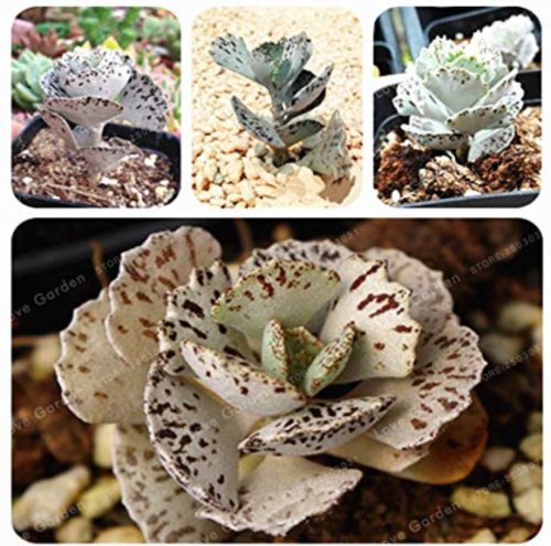 100 Pcs Rare Kalanchoe Marmorata Bonsai Perennial Potted Plant Succulent Bonsai Plants for DIY Home Garden