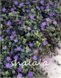 100 Pcs Vinca Bonsai Flower Mix Cover Behind House Jardin Perennial Flowers Bonsai Light Up Your Garden Easy Grow