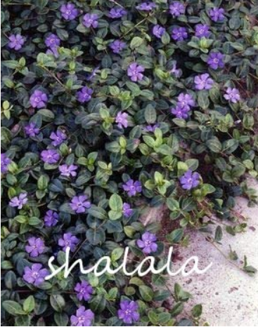 100 Pcs Vinca Bonsai Flower Mix Cover Behind House Jardin Perennial Flowers Bonsai Light Up Your Garden Easy Grow
