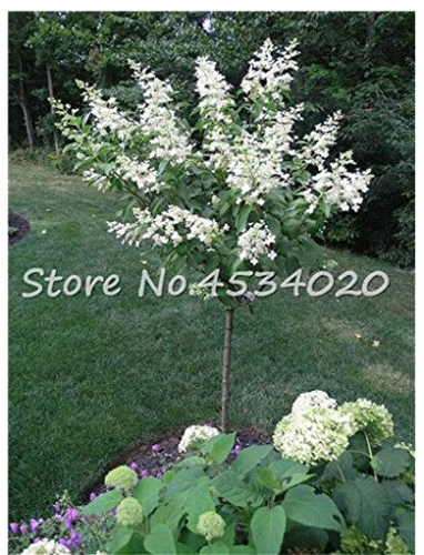 Bonsai 30 pcs Climbing White Hydrangea Flores Hydrangea Flowers plantas Wedding Flowers, Bonsai Plant for Home Garden Decoration