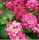 BELLFARM Lantana Camara Flower Seeds, 50 Seeds / Pack, Umbelanterna Orange-Red Big-Sage West Indian Lantana