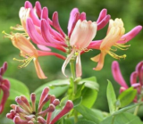 20 Pcs/Bag Cape Honeysuckle (tecomaria Capensis) Bonsai, Fresh Exotic Flower Rare Seed Plant