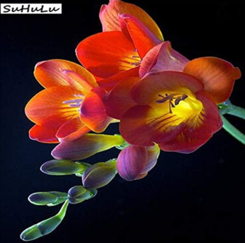 100 pcs Freesia Plant, Flowers Orchid Freesia Flower Plants for Home Potted Garden Charming Flowering