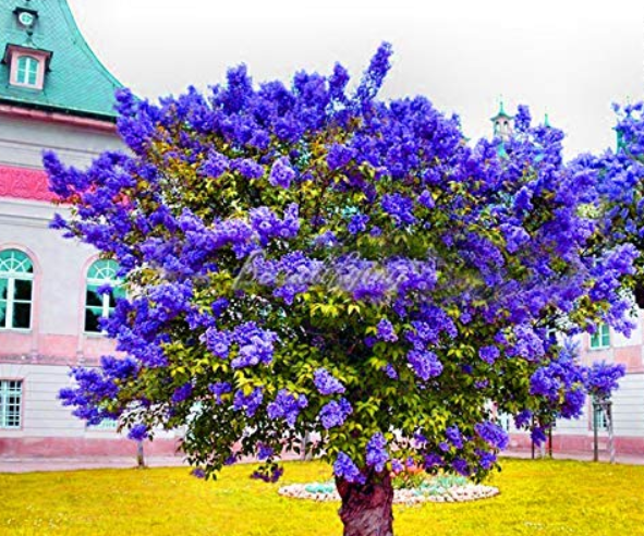 US$ 2.11 - 200 Pcs Bonsai Lilac Flower Syringa Vulgaris Sensation Bonsai  Lilac Flower Tree for Bonsai Perennial Garden Aromatic Plant - (Color: Mix)  - www.deargogo.com