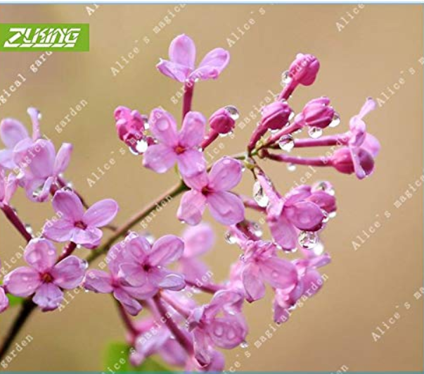 60pcs Lilac Flowers Syzygium Aromaticum Flower Bonsai Plants for Home Garden Natural Green Flowers