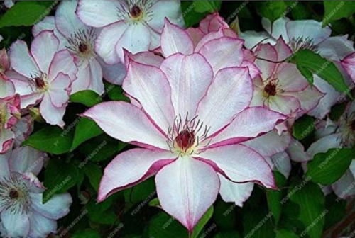 50Pcs Garden Climbing Clematis Hybridas Flower Plants Vines Bonsai Flower Plants Planting Perennial Flower Plants for Home Garde - (Color: Burgundy)