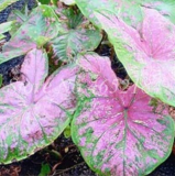 200 pcs/Bag Imported Caladium Plant Outdoor & Indoor Perennial Flowers for The Garden & Home Beautify in Balcony Bonsai Decor