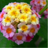 BELLFARM Lantana Camara Flower Seeds, 50 Seeds / Pack, Umbelanterna Orange-Red Big-Sage West Indian Lantana