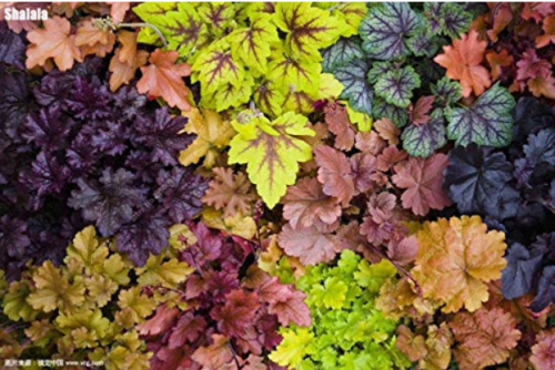 200 pcs/Bag Colorful Heuchera Bonsai Potted Coral Bell Flower Plants DIY Beautiful Green Plant for Home & Garden Planting
