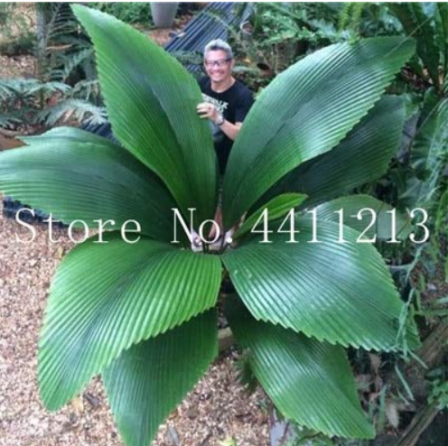 10 Pcs/Bag Bottle Palm Tree Bonsai Exotic Bonsai Tree Tropical Ornamental Plant Bonsai for Home Garden Four Seasons Decoration