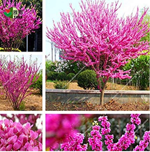 30pcs/Bag Bauhinia Seeds,Cercis chinensis, Bonsai Flower Seeds,Chinese Redbud Tree Seeds
