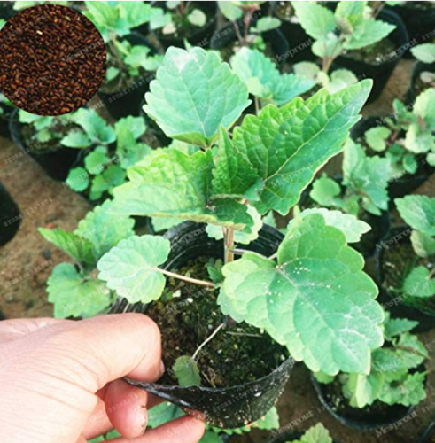 100 Pcs/Lot Agastache Rugosa Flower Bonsai Patchouli Flower Plant Fancy Ageratum Blue Crown Conyzoides Bonsai Garden Supplies