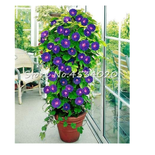 Climbing Gloxinia Bonsai Perennial Flowering Plants Sinningia Speciosa Bonsai Balcony Flower Planting