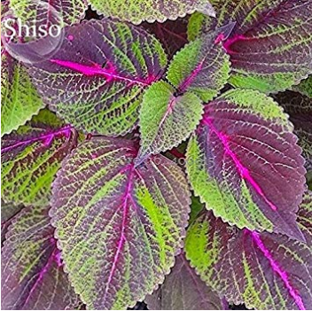 Bi-Coloured Salad Perilla Shiso, 100 Seeds, Salad Leaves with a Minty Basil Taste 