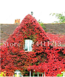 200 Pcs Creepers Green Boston Ivy Bonsai Green Leaf Flowers Plant Wall Floral Vine lvy Plant Grass Anti-Radiation