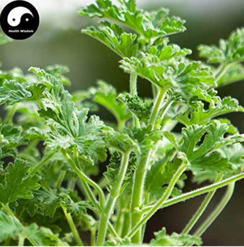 Pelargonium Graveolens Semente 100pcs Plant Herb Insect Repellent Grass