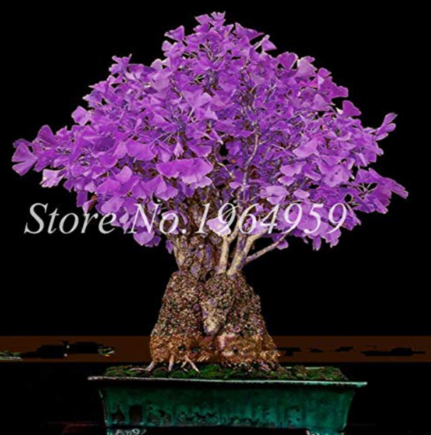 100 Pcs Rare Best Ginkgo Tree African Outdoor Bright Tree Plant Beautiful Perennial Garden Seed Plants