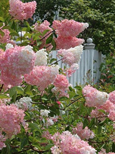 200PCS Beautiful Lilac Flower Clove Flower Bonsai Lilac Trees Syzygium Aromaticum Perennial Outdoor Plant for Home Garden