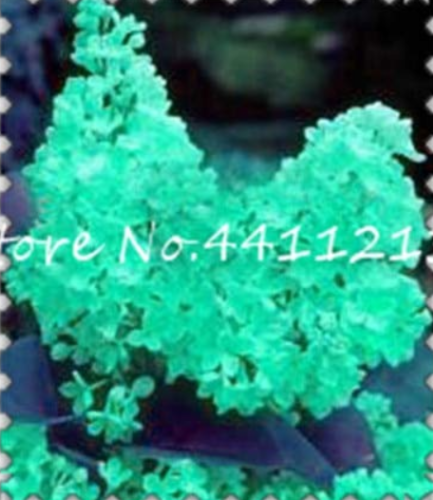 100Pcs Purple White Lilac Bonsai Lilac Clove Bonsai Flower Bonsai Tree Bonsai Potted Plant for Home Garden Tropical Garden Decor