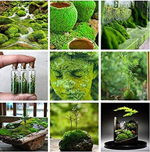 500 Pcs Aquatic Grass Bonsais Colorful Underwater Moss Aquarium Pot Plant Indoor Fish Tank Landscape Ornamental Garden Decor - (Color: Mixed)