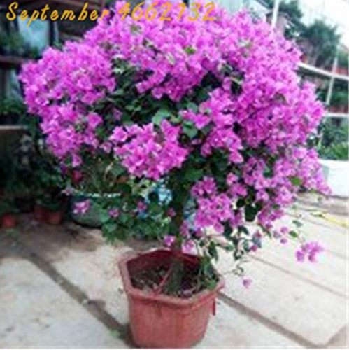 100 Pcs Bonsai Lilac Bonsai Japanese Lilac (Extremely Fragrant) Clove Flower Bonsai Lilac Trees Outdoor Plant The Lilacs Bonsai