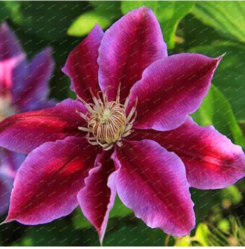 100 Pcs/Pack Clematis Flowers, Mixed Clematis Flores, Potted Clematis Garden Flower Perennial Planting Rare Flower Bonsai 2 types: