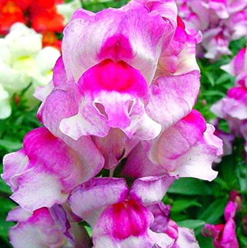 200 Pcs/Pack Antirrhinum Snapdragon Bonsai Jardin Fragrant Dwarf Potted Flower Bonsai Home Garden Bonsai Plants Semilla