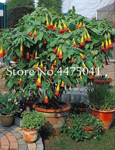 100 Pcs Mix Datura Flower Datura Bonsai Dwarf Brugmansia Suaveolens Flamenco Angel's Trumpets Planting Exotic Garden