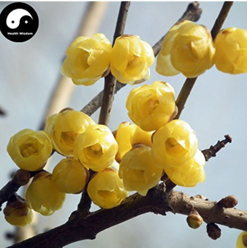 Winter Sweet Prunus Mume Tree Semente 60pcs Plant Yellow Plum Blossom La Mei
