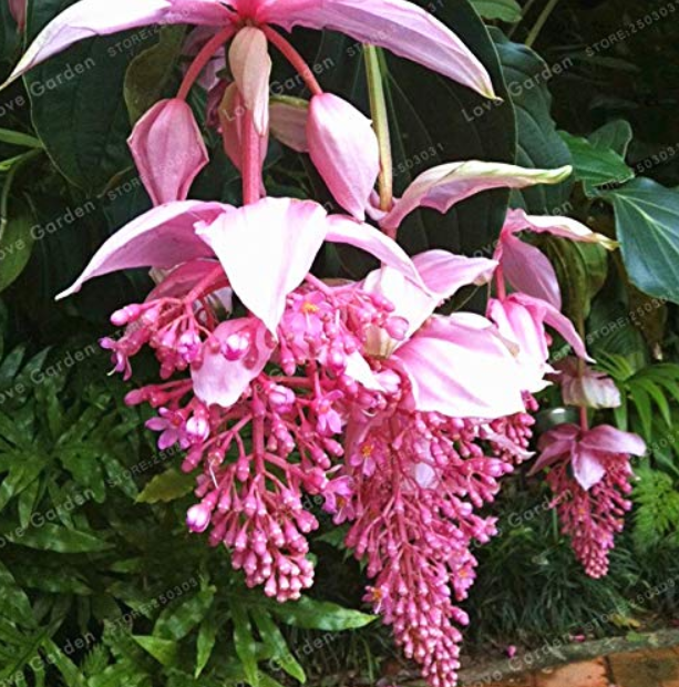 Medinilla Magnifica Bonsai Very Beautiful Bonsai Flower Bonsai Plant for Home Garden Decoration Flower Bonsai 100 Pcs