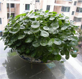 100pcs/lot Hydroponics Flower Aquarium Grass Plants Penny Grass Bonsai, Best Indoor Bonsai Plant Hydrocotyle Vulgaris Bonsai