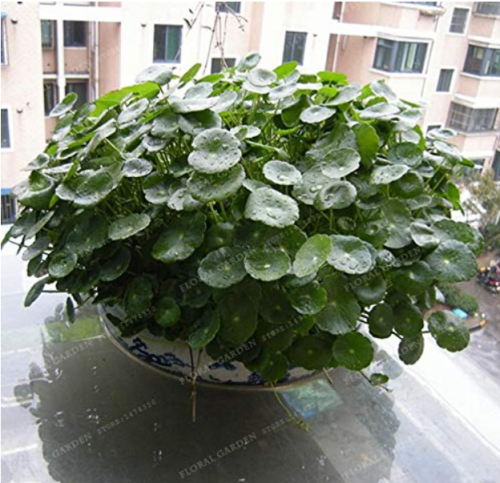 100pcs/lot Hydroponics Flower Aquarium Grass Plants Penny Grass Bonsai, Best Indoor Bonsai Plant Hydrocotyle Vulgaris Bonsai