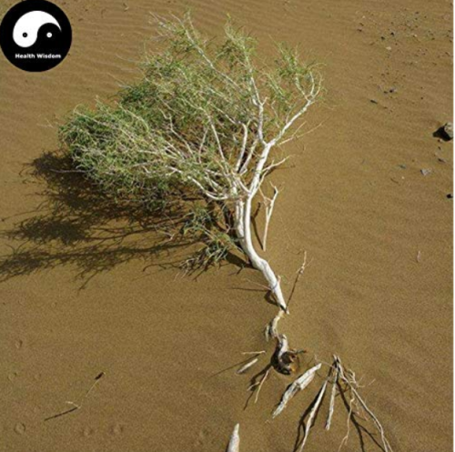 Haloxylon Ammodendron Tree Semente 50pcs Plant Desert Tree Haloxylon