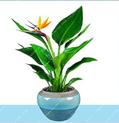 100pcs 100% Real Strelitzia Reginae Indoor Potted Plant Flowers Bird of Paradise Jardim Bonsai Sementes