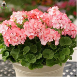50pcs Geranium Pelargonium Potted Bonsai Flower Perennial Indoor Or Outdoor for Home Garden Jardin Plant